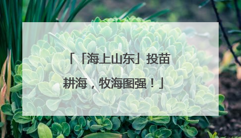 「海上山东」投苗耕海，牧海图强！