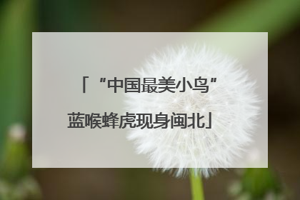 “中国最美小鸟”蓝喉蜂虎现身闽北
