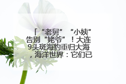 “老舅”“小姨”告别“姥爷”！大连9头斑海豹重归大海，海洋世界：它们已具备野外生存能力