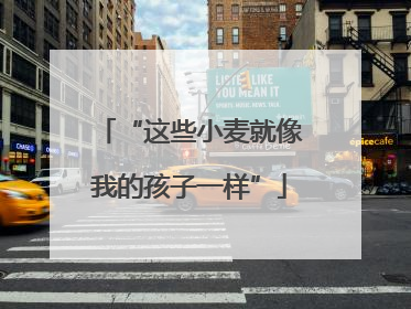 “这些小麦就像我的孩子一样”