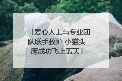 爱心人士与专业团队联手救护 小猫头鹰成功飞上蓝天