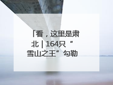 看，这里是肃北｜164只“雪山之王”勾勒生态新图景