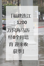 福建连江：1200万只海马历经8个月培育 迎来收获季