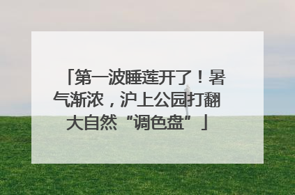 第一波睡莲开了！暑气渐浓，沪上公园打翻大自然“调色盘”