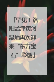 罕见！洛阳孟津黄河湿地再次迎来“东方宝石”彩鹮