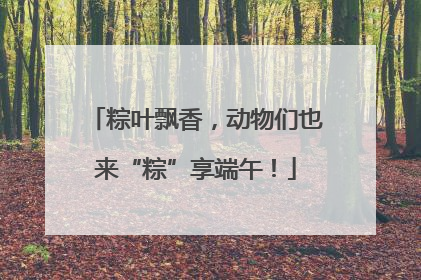 粽叶飘香，动物们也来“粽”享端午！