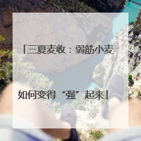 三夏麦收：弱筋小麦如何变得“强”起来