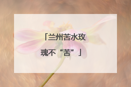 兰州苦水玫瑰不“苦”
