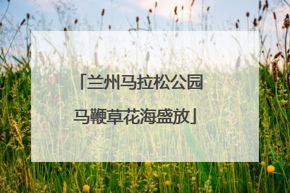兰州马拉松公园 马鞭草花海盛放