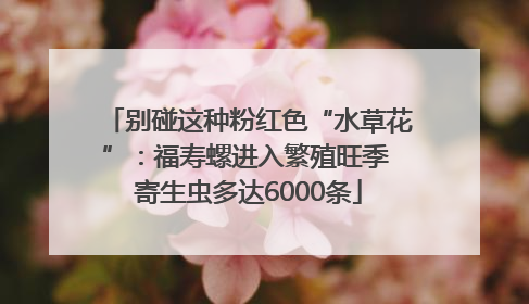 别碰这种粉红色“水草花”：福寿螺进入繁殖旺季 寄生虫多达6000条