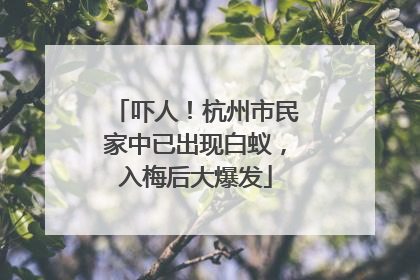 吓人！杭州市民家中已出现白蚁，入梅后大爆发