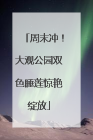 周末冲！大观公园双色睡莲惊艳绽放