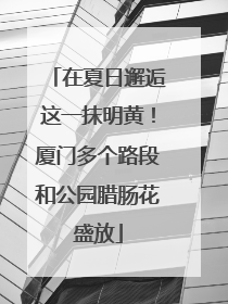 在夏日邂逅这一抹明黄！厦门多个路段和公园腊肠花盛放