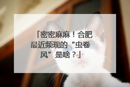 密密麻麻！合肥最近频现的“虫卷风”是啥？