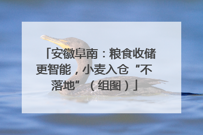 安徽阜南：粮食收储更智能，小麦入仓“不落地”（组图）