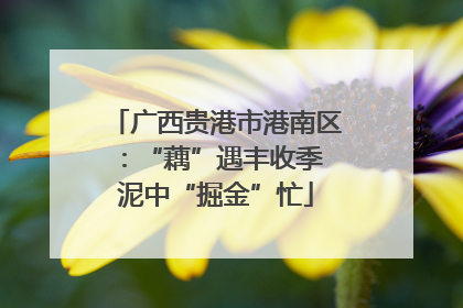 广西贵港市港南区：“藕”遇丰收季 泥中“掘金”忙