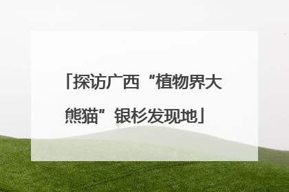 探访广西“植物界大熊猫”银杉发现地