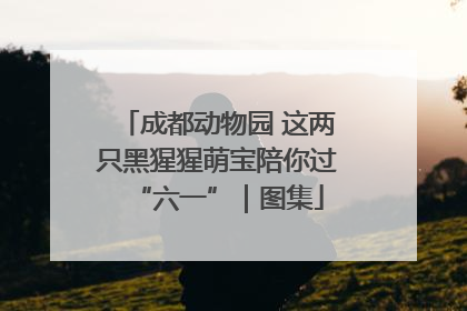 成都动物园 这两只黑猩猩萌宝陪你过“六一”｜图集