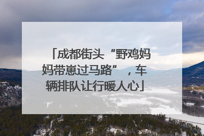 成都街头“野鸡妈妈带崽过马路”，车辆排队让行暖人心