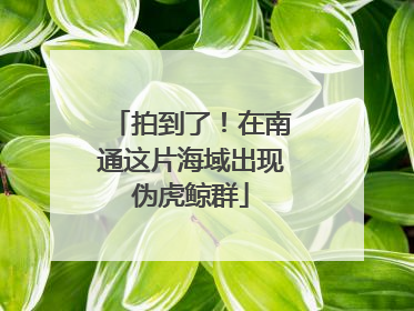 拍到了！在南通这片海域出现伪虎鲸群