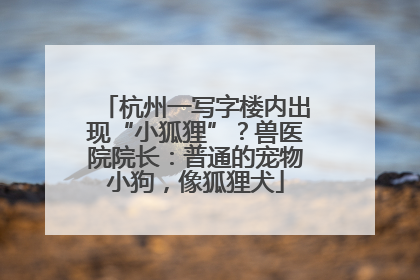 杭州一写字楼内出现“小狐狸”？兽医院院长：普通的宠物小狗，像狐狸犬