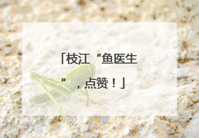 枝江“鱼医生”，点赞！