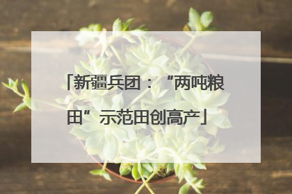 新疆兵团：“两吨粮田”示范田创高产