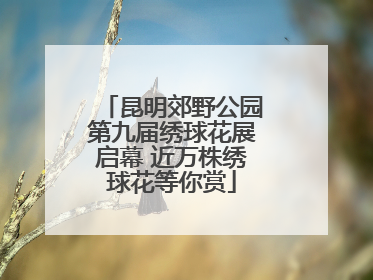 昆明郊野公园第九届绣球花展启幕 近万株绣球花等你赏