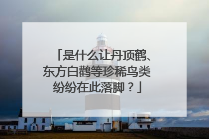 是什么让丹顶鹤、东方白鹳等珍稀鸟类纷纷在此落脚？