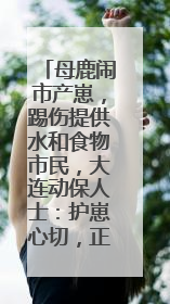 母鹿闹市产崽，踢伤提供水和食物市民，大连动保人士：护崽心切，正在想法送回山里