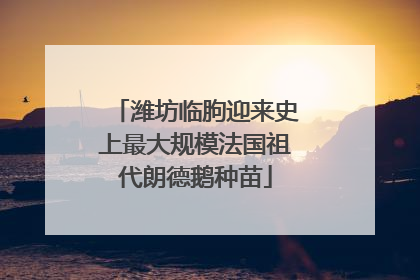 潍坊临朐迎来史上最大规模法国祖代朗德鹅种苗