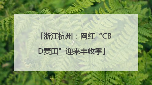 浙江杭州：网红“CBD麦田”迎来丰收季
