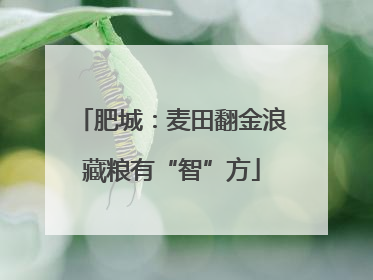 肥城：麦田翻金浪藏粮有“智”方