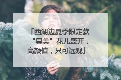 西湖边夏季限定款“臭美”花儿盛开，高颜值，只可远观