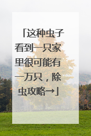这种虫子看到一只家里很可能有一万只，除虫攻略→