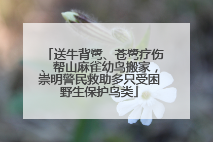 送牛背鹭、苍鹭疗伤、帮山麻雀幼鸟搬家，崇明警民救助多只受困野生保护鸟类