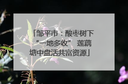 邹平市：酸枣树下“一地多收” 莲藕塘中盘活共富资源