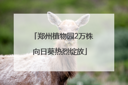 郑州植物园2万株向日葵热烈绽放