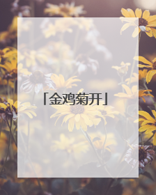 金鸡菊开