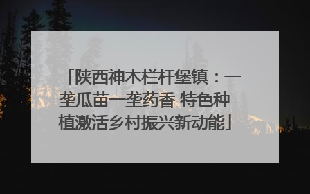 陕西神木栏杆堡镇：一垄瓜苗一垄药香 特色种植激活乡村振兴新动能