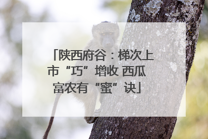 陕西府谷：梯次上市“巧”增收 西瓜富农有“蜜”诀
