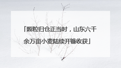 颗粒归仓正当时，山东六千余万亩小麦陆续开镰收获