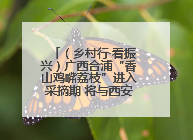 （乡村行·看振兴）广西合浦“香山鸡嘴荔枝”进入采摘期 将与西安“梦幻联动”