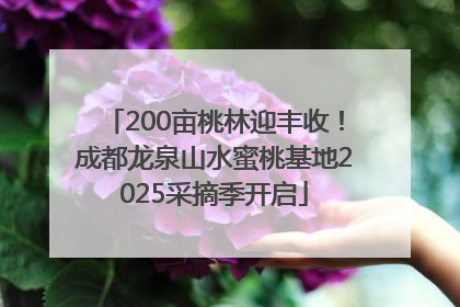 200亩桃林迎丰收！成都龙泉山水蜜桃基地2025采摘季开启