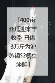 400亩丝瓜迎来丰收季 日供3万斤为沪苏锡常餐桌添鲜